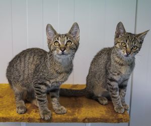 Tak dużo kotów dawno tam nie było. Schronisko w Henrykowie koło Leszna zaprasza na dni otwarte