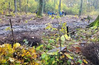 Operacja czysta rzka sadzi las