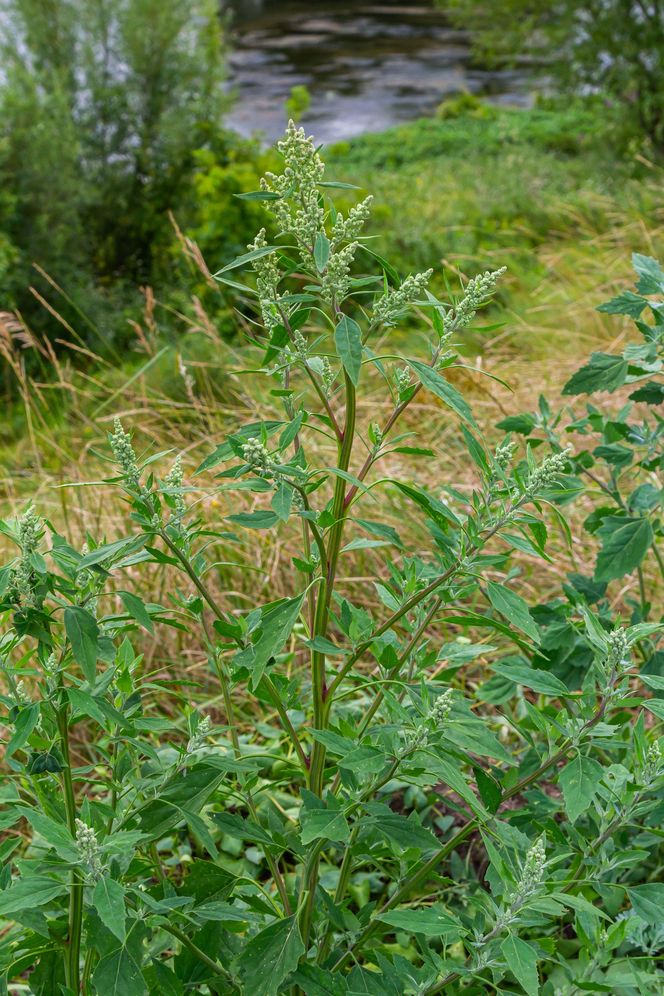 Komosa biała (lebioda)