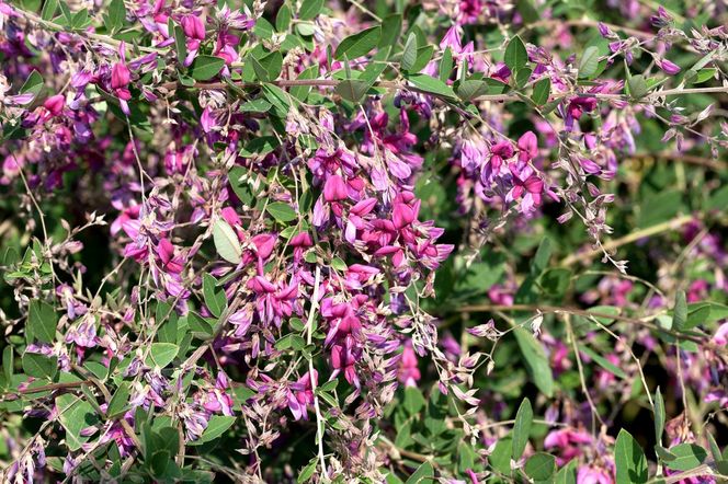 Lespedeza Thunberga
