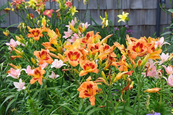 Liliowce 