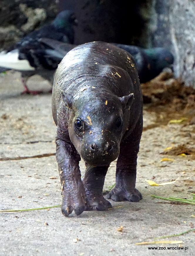 Hipopotam karłowaty z wrocławskiego zoo