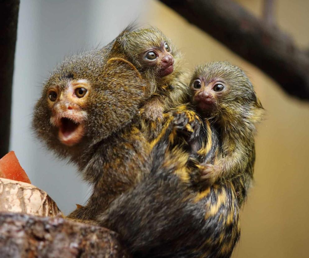 To najmniejsze małpki świata. Większość czasu spędzają wtulone w plecy taty Leosia