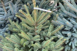 Sprzedaż żywych choinek w Zielonej Górze w 2022 roku