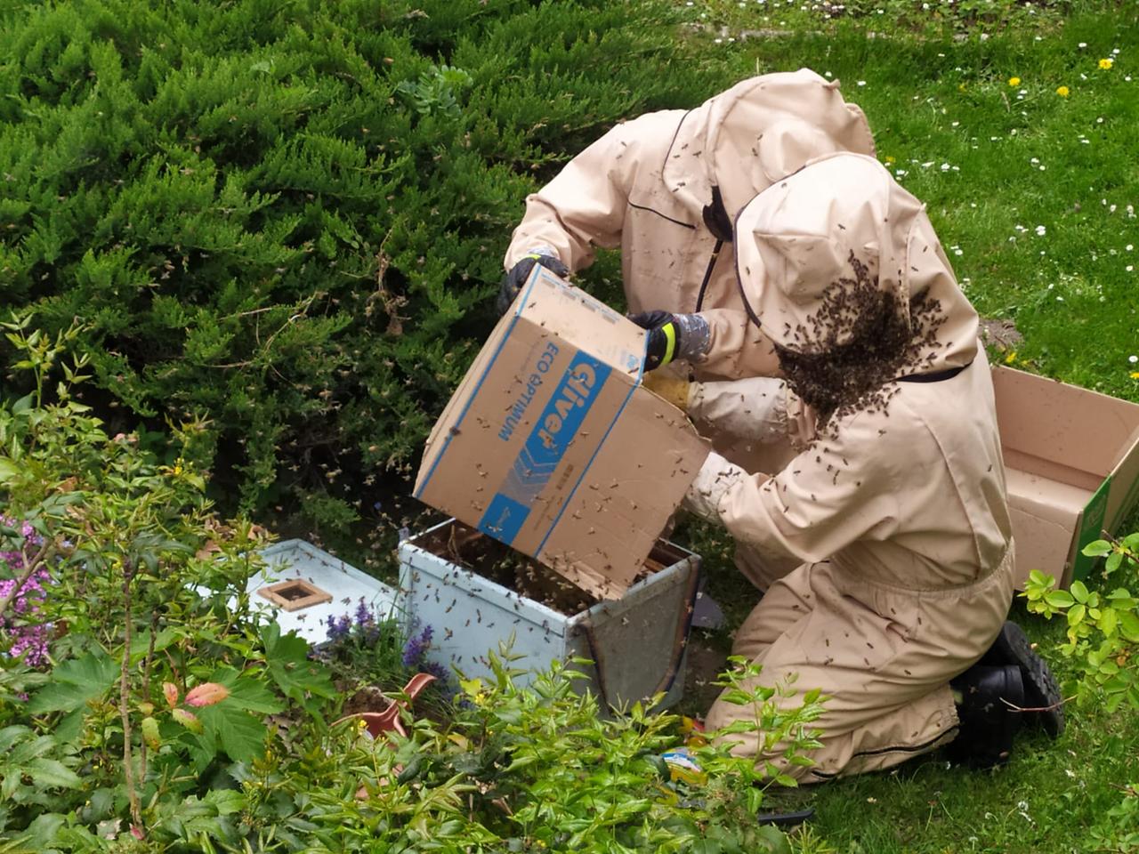 Rój pszczół obsiadł ozdobne krzewy. Piesi musieli chodzić drugą stroną [ZDJĘCIA]