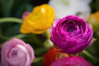 Jaskier azjatycki - Ranunculus asiaticus