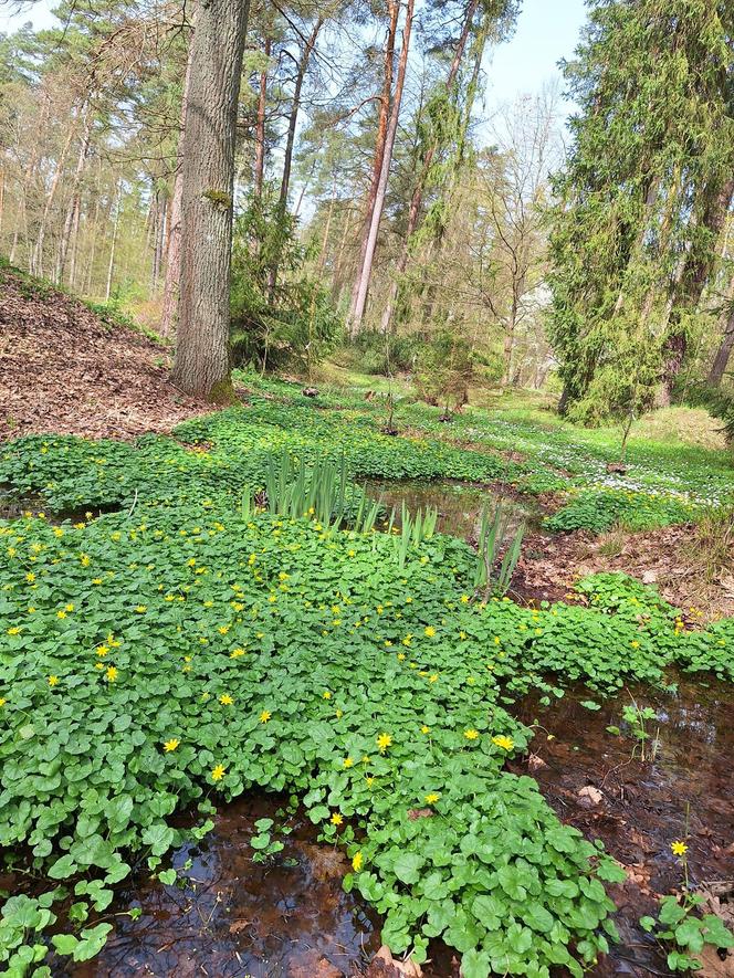 Arboretum pod Olsztynem znów otwarte. W jakich godzinach można je zwiedzać? [ZDJĘCIA]