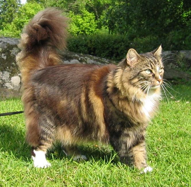 4) Norwegian Forest cat  - 12 kg