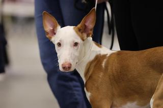 Tu królują psiaki! Mamy zdjęcia z Międzynarodowej Wystawy Psów Rasowych 2023 w Lublinie