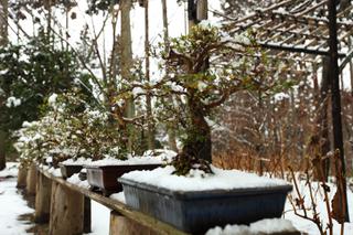 Zimowanie drzewek bonsai. Co zrobić z bonsai w zimie?