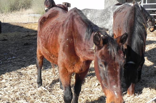 Sąd Najwyższy oddalił kasację. Właściciel farmy grozy spod Braniewa nie uniknie kary 