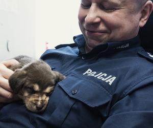 Maleńkie szczeniaczki były bliskie śmierci. Policjanci z Nowego Dworu Gdańskiego pokazali wielkie serca