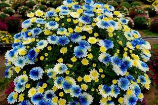 Takich chryzantem jak te spod Bydgoszczy nie ma nigdzie indziej. Pigemntowane kwiaty w wyjątkowych kolorach robią wrażenie!