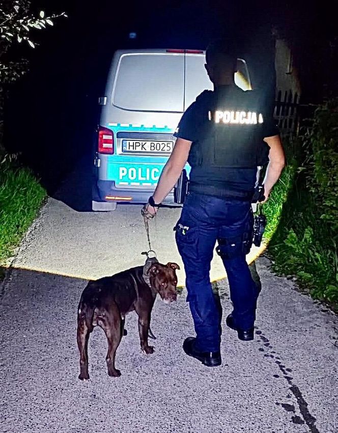  ZŁodzieje ukradli pitbulla.