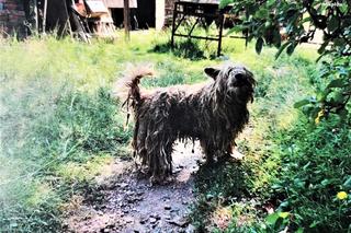 Nie chciał marnować pieniędzy na starego psa. Wycieńczone zwierzę umierało zamknięte w kurniku