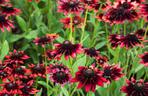Rudbekia dwubarwna