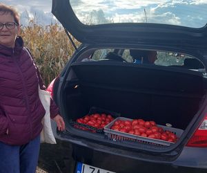 Samozbiory pomidorów na plantacji w Niewirkowie cieszą się powodzeniem
