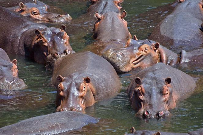 2. Hipopotam nilowy