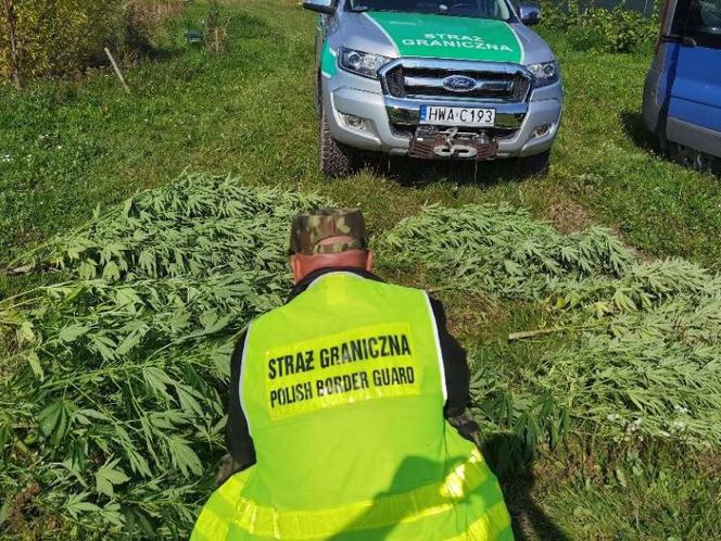 Uprawiał marihuanę dla pszczół