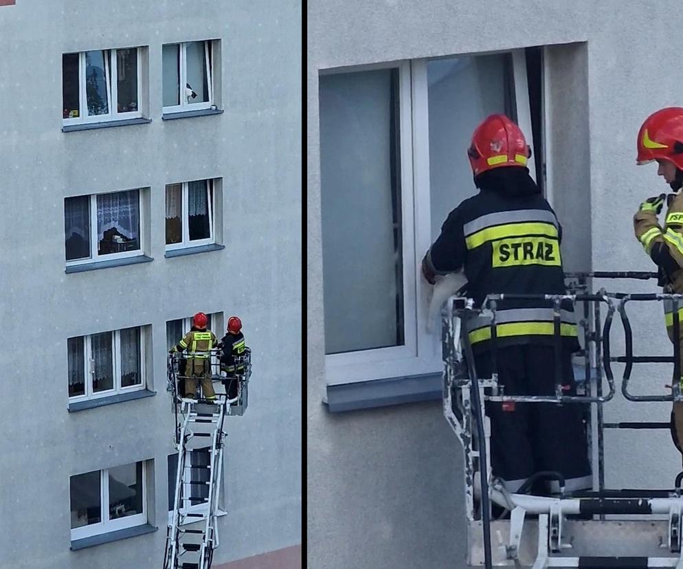 Łódź. Akcja ratowania kota hitem TikToka. Zaklinował się w oknie wieżowca 