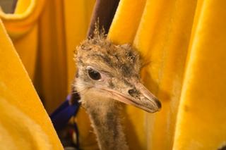 Operacja nogi strusia Tadzia