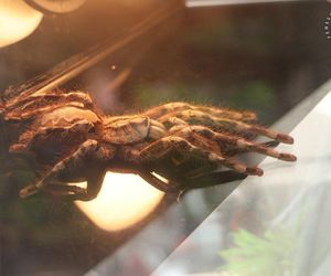 Nielegalna wystawa pająków w Świętochłowicach. Mężczyzna wpadł w policyjną sieć, grozi mu 5 lat więzienia