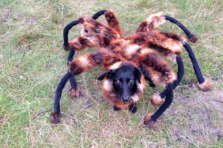 SA Wardęga: Pies-pająk powrócił! [WIDEO]. Jest nowy „Mutant Giant Spider Dog”