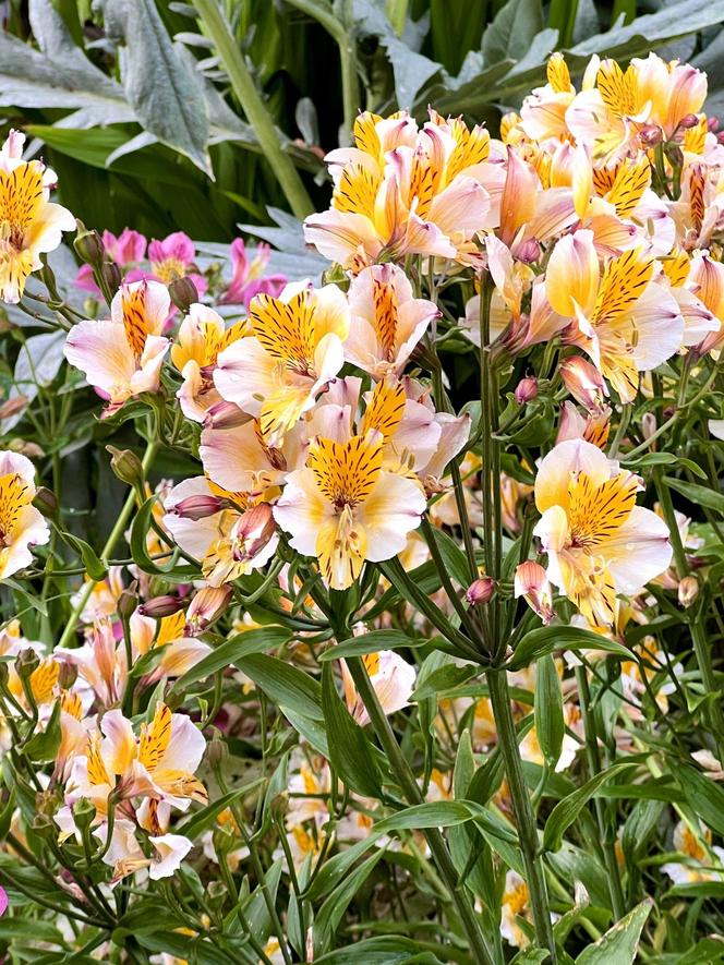 Alstroemeria