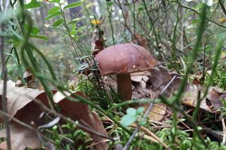 Siedlecki sanepid przypomina zasady bezpiecznego grzybobrania