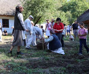 W skansenie w Lublinie pokazali, jak dawniej wyglądały wykopki kartoflane