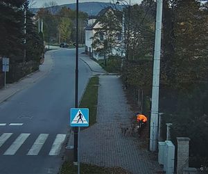 Agresywne psy zaatakowały w Bogatyni