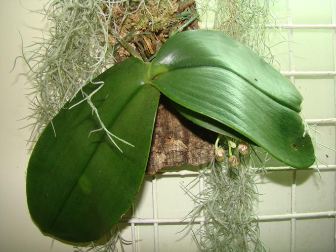 Phalaenopsis: najpopularniejszy storczyk