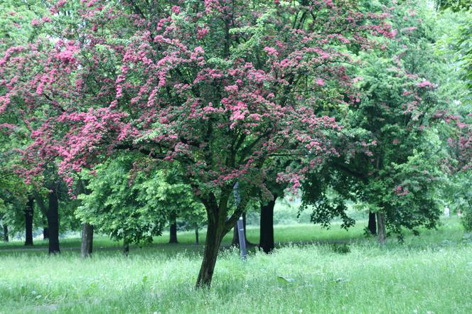 Głog do małego ogrodu