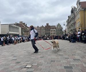 Golden Retriever WOŚP 2024 w Poznaniu. Psiaki też zbierają na dzieciaki. Kwesta na WOŚP i pokazy Golden Retrieverów 