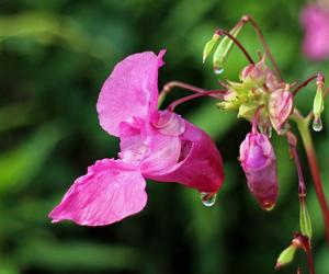 Niecierpek balsamina