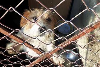 1 proc. podatku dla podopiecznych. Wspomóż Towarzystwo Opieki nad Zwierzętami