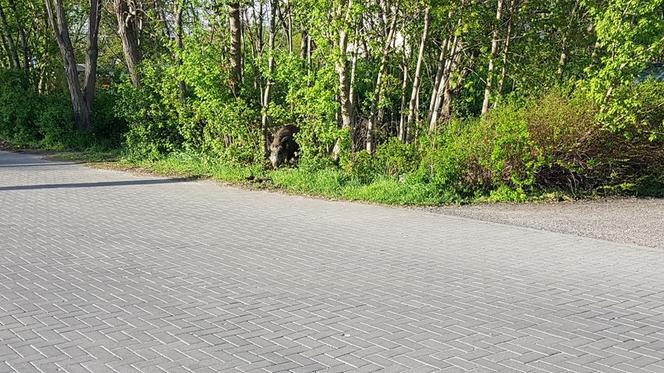Dziki w Toruniu. Zwierzęta upodobały sobie teren na Rubinkowie