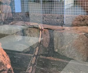 Egzotyczny świat na wyciągnięcie ręki! Zaglądamy do akwarium-terrarium w Myślęcinku