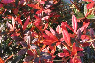 Berberys Julianny - Berberis julianae