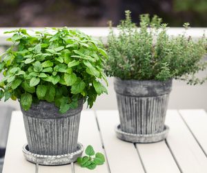 Zamiast kwiatów, posadziłam zioła – balkon pachnie lepiej niż perfumeria!