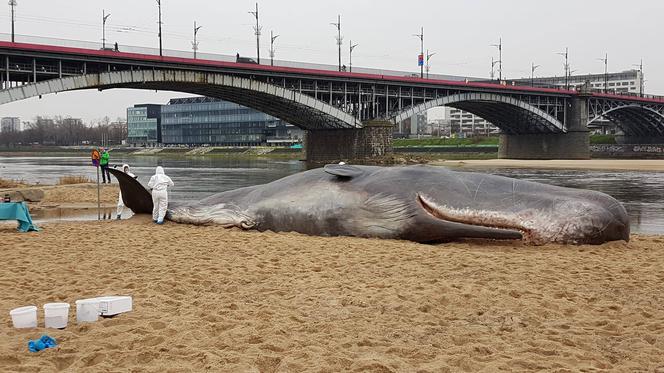 Wieloryb w Warszawie