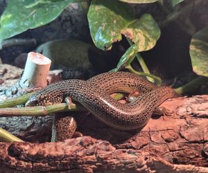 Egzotyczny świat na wyciągnięcie ręki! Zaglądamy do akwarium-terrarium w Myślęcinku