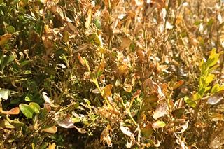 Ćma bukszpanowa atakuje w ogrodach, parkach i na cmentarzach