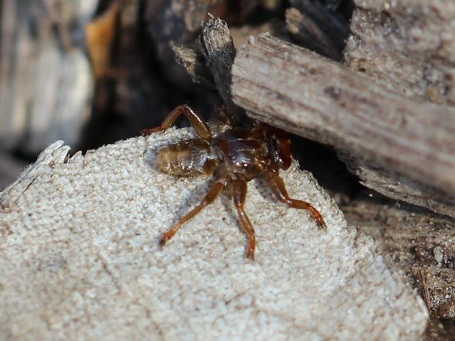 Latające kleszcze. Jak wygląda strzyżak sarni? Ukąszenie insekta jest nieprzyjemne i groźne dla ludzi