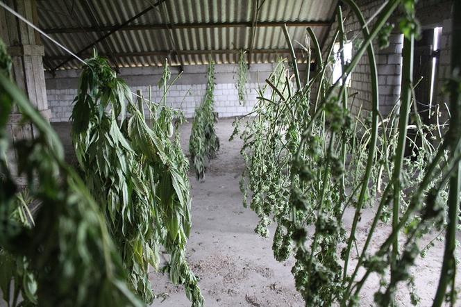 Prawie 20 kilogramów podejrzanych roślin zabezpieczonych przez policjantów w Dąbrowie Biskupiej