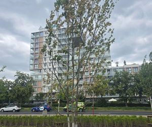 Szkodnik zaatakował drzewa w parku na Ursynowie