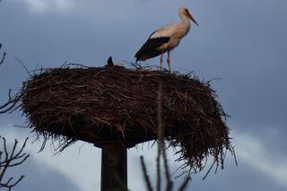 Bociany ze starachowickiego Michałowa