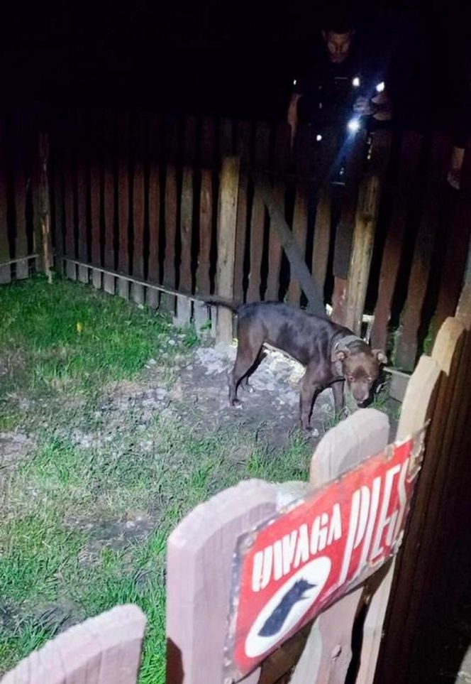  ZŁodzieje ukradli pitbulla.