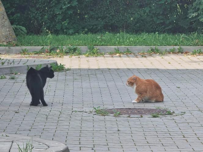 Garfield szybko zdobył należne mu miejsce w komendzie Straży Miejskiej w Świdniku