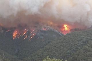 Ratują płonące koale!